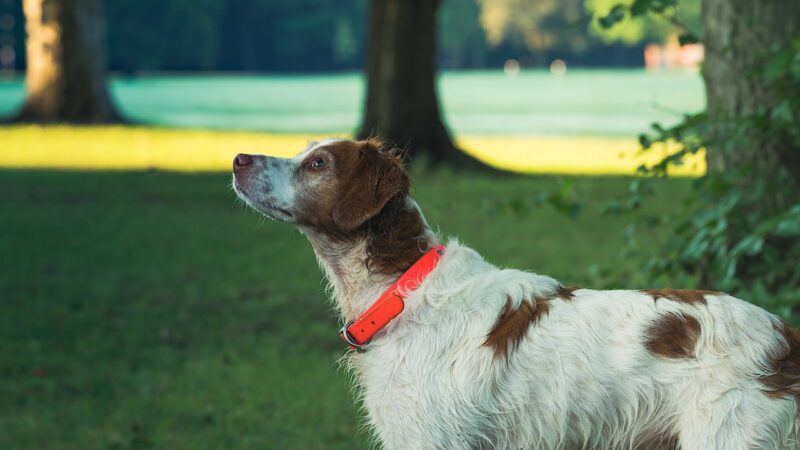 Anti-Bark Collars